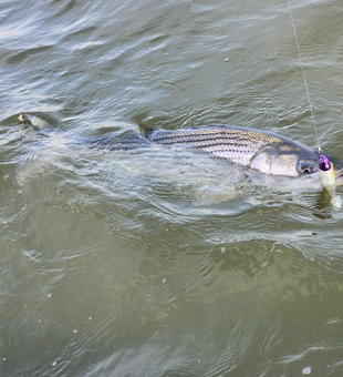 City Limits Striper Quest